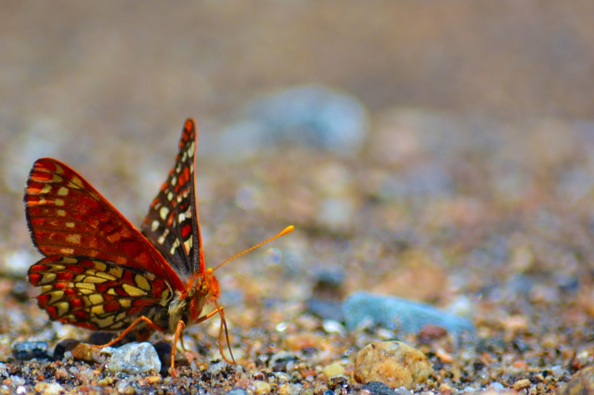 Lumsden Bridge 046-1