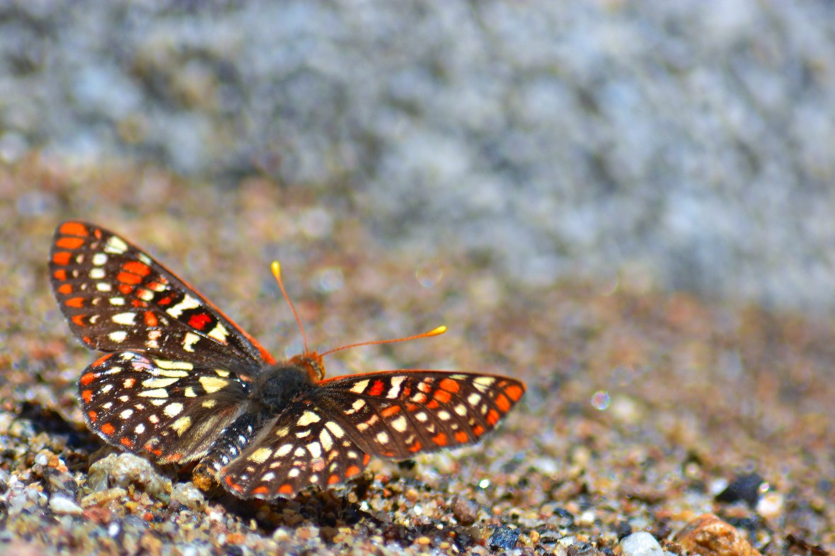 Lumsden Bridge 051-1