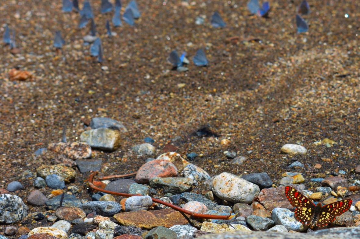 Lumsden Bridge 061-1