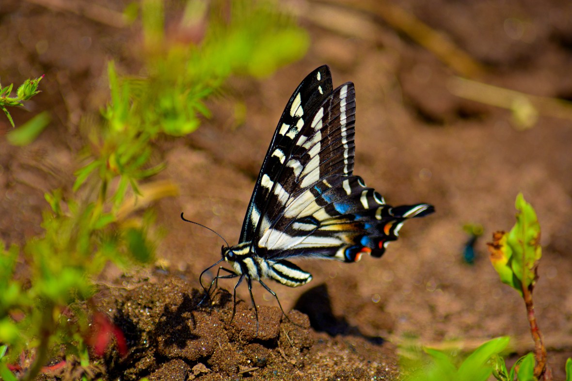 Lumsden Bridge 157-1
