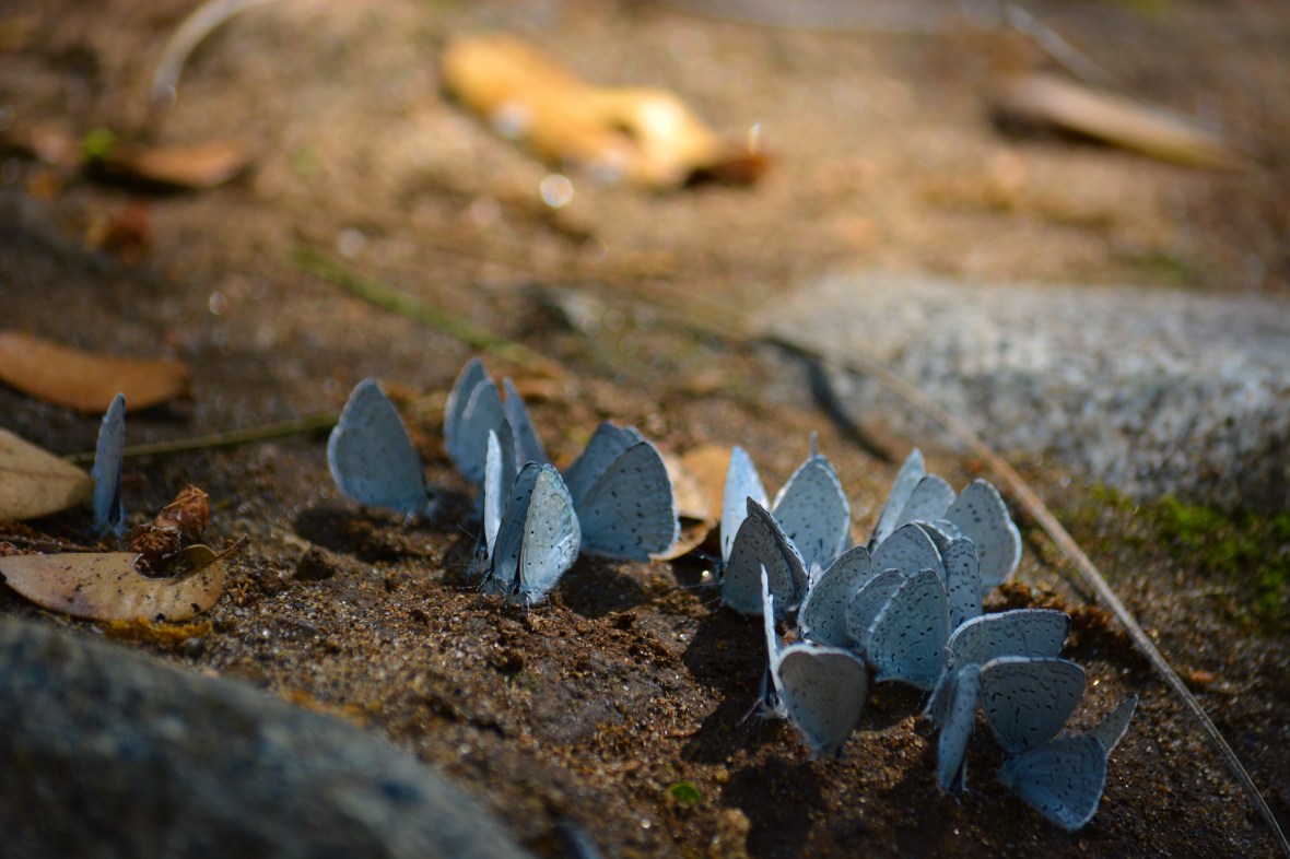 Lumsden Bridge 267-1