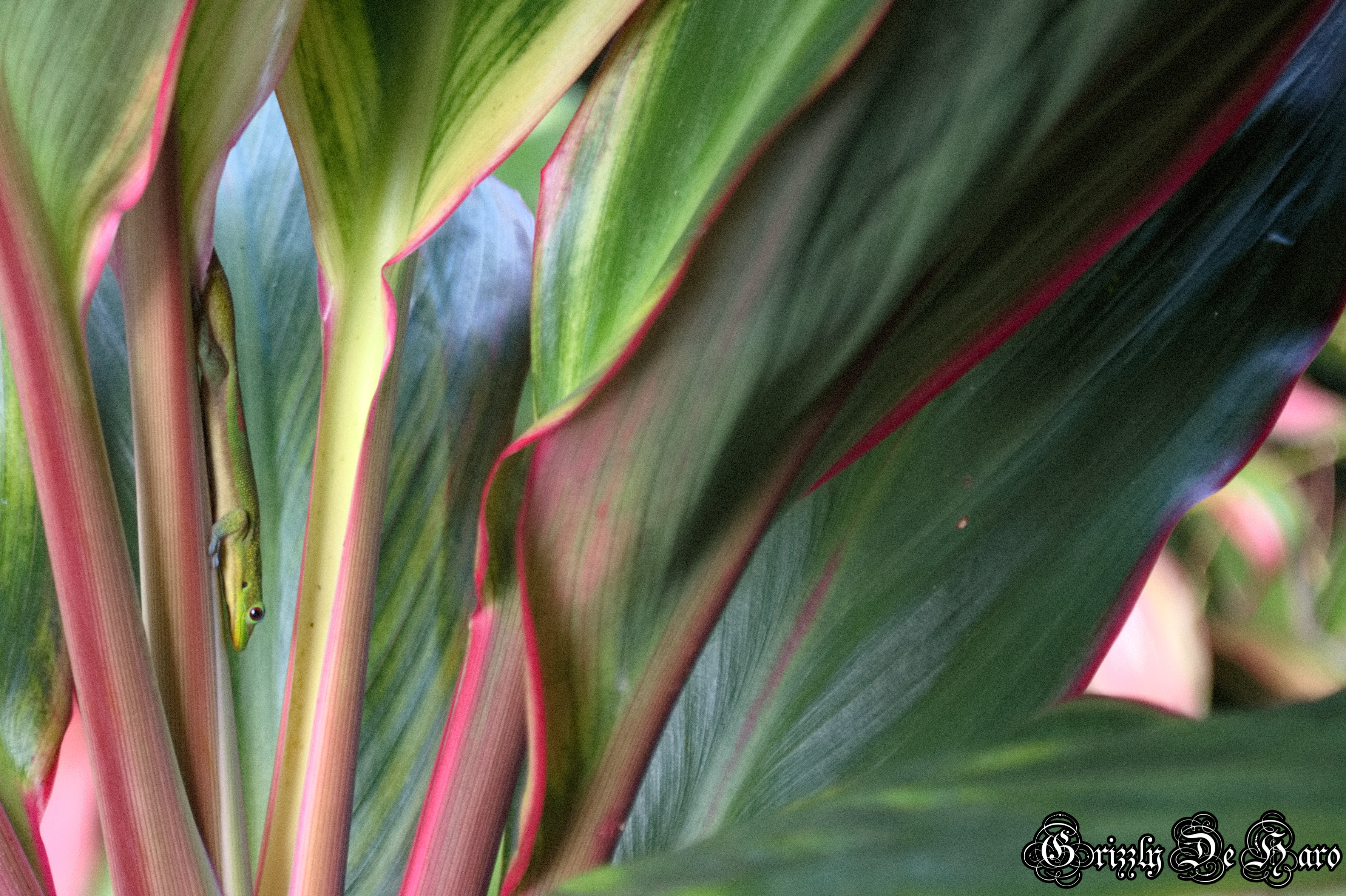 2017-09-06 Hawaii 027