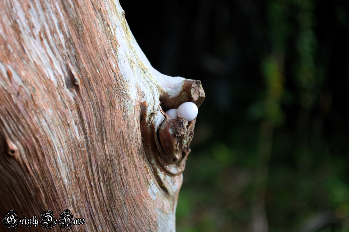 2017-09-06 Hawaii 036