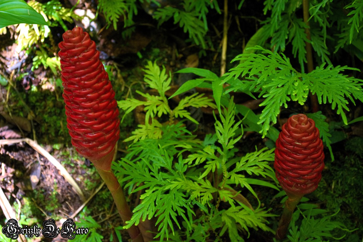 2017-09-06 Hawaii 1059