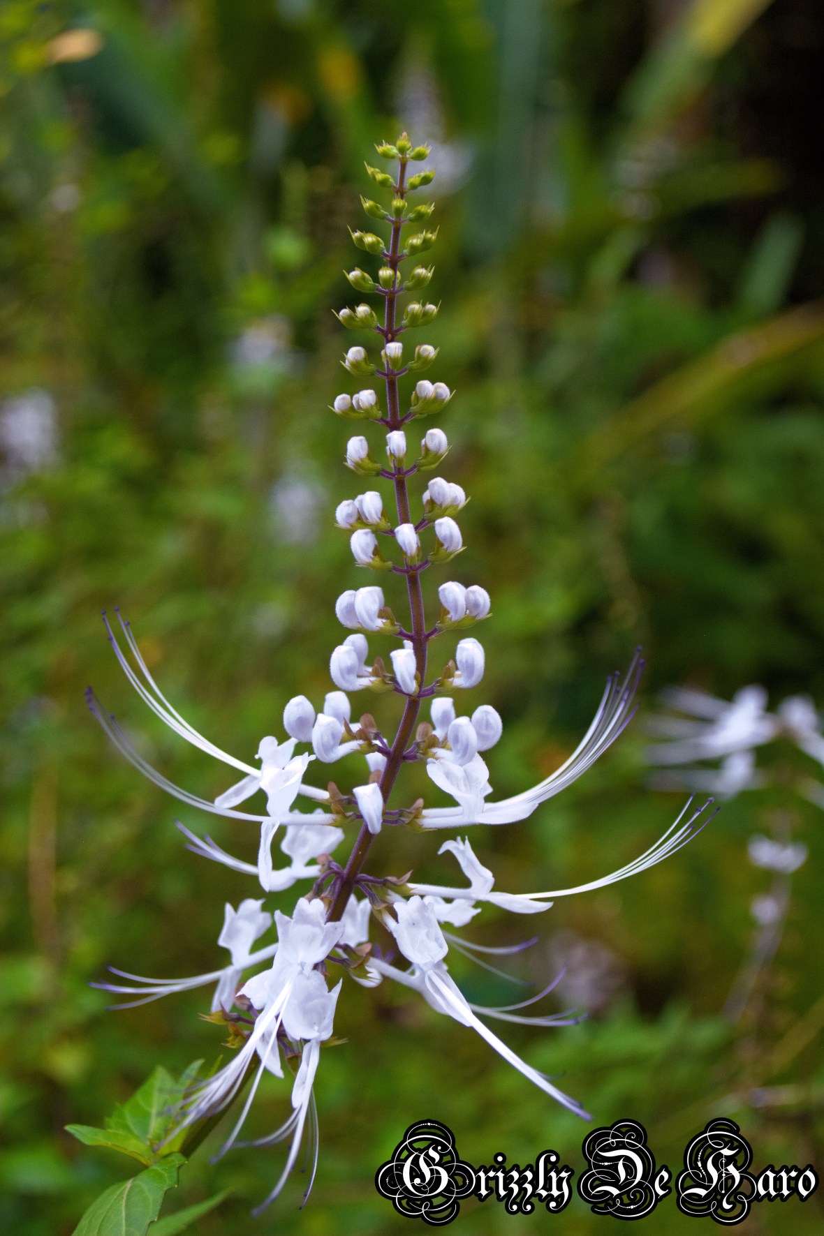 2017-09-06 Hawaii 1086