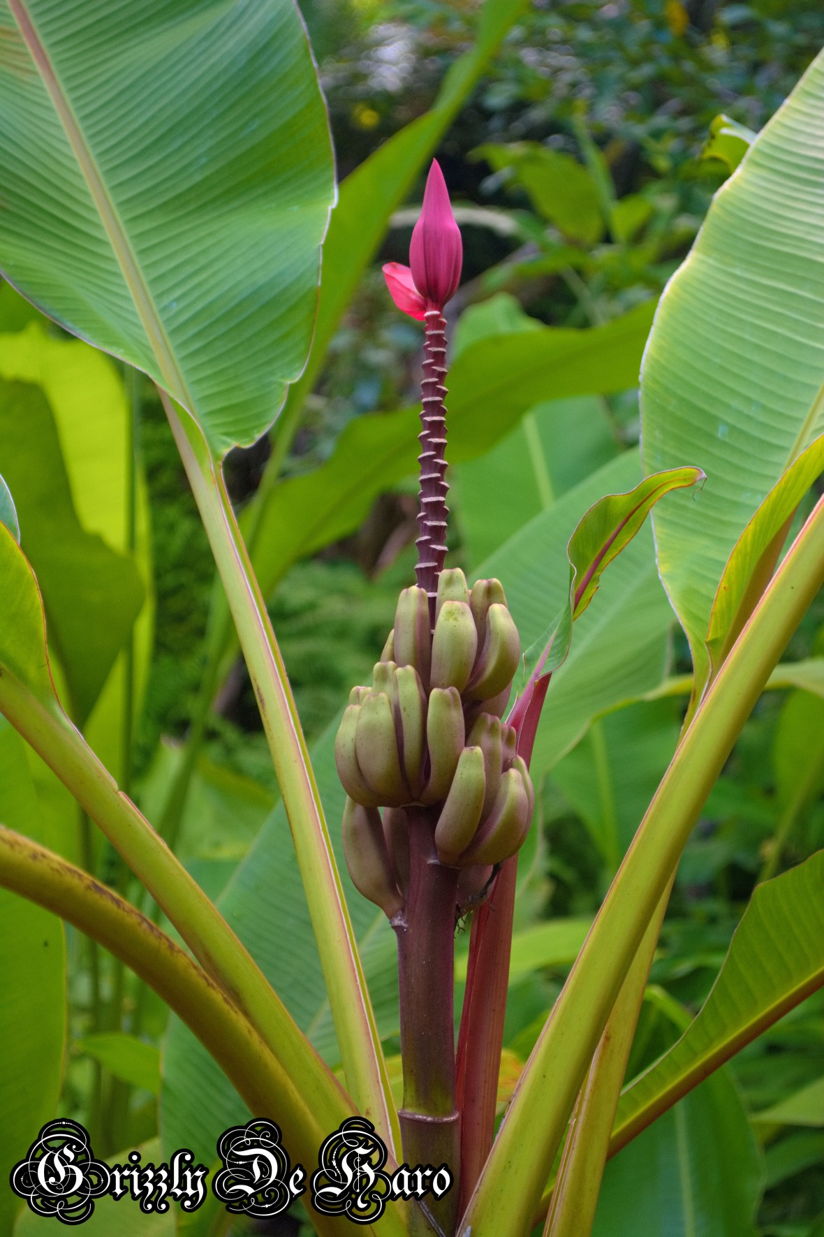 2017-09-06 Hawaii 1089