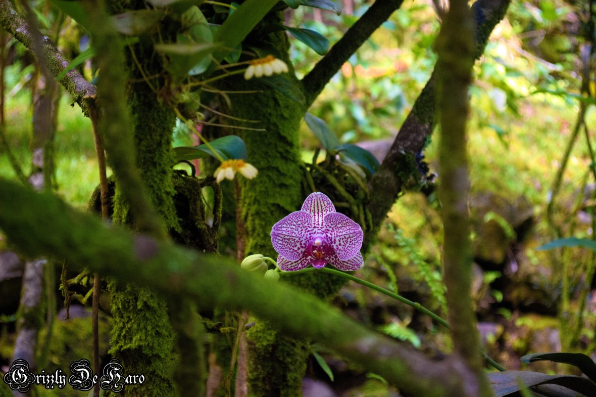 2017-09-06 Hawaii 1093