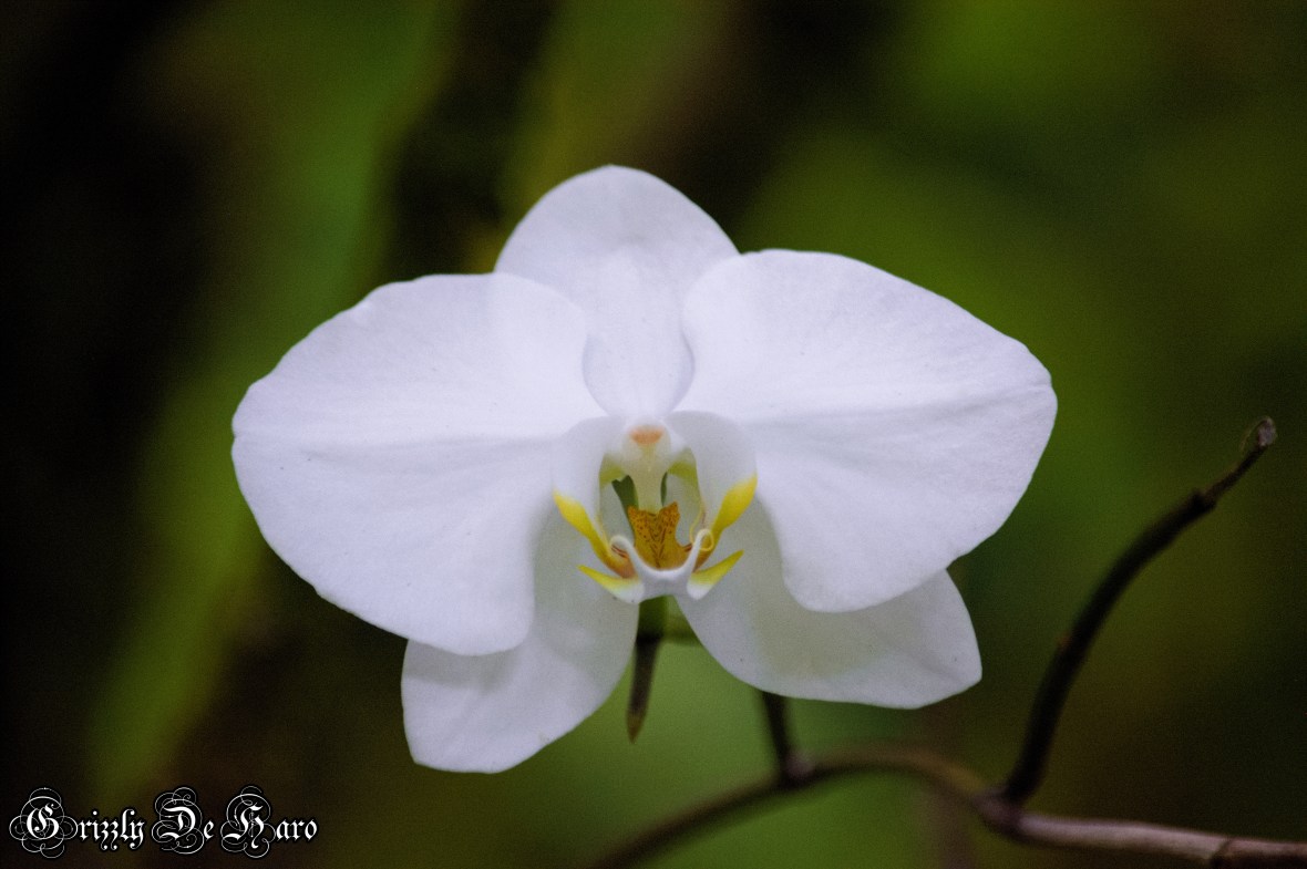 2017-09-06 Hawaii 1095