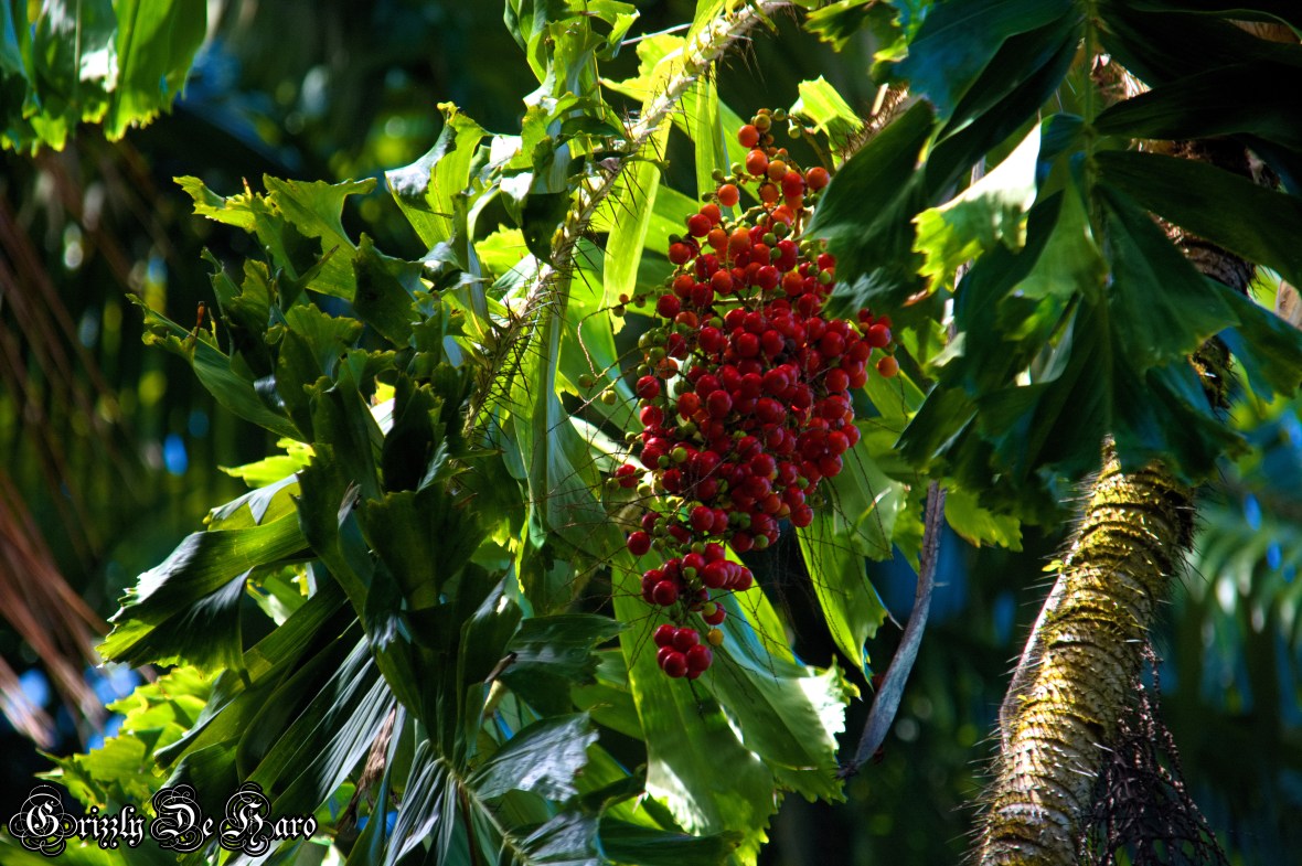 2017-09-06 Hawaii 1147