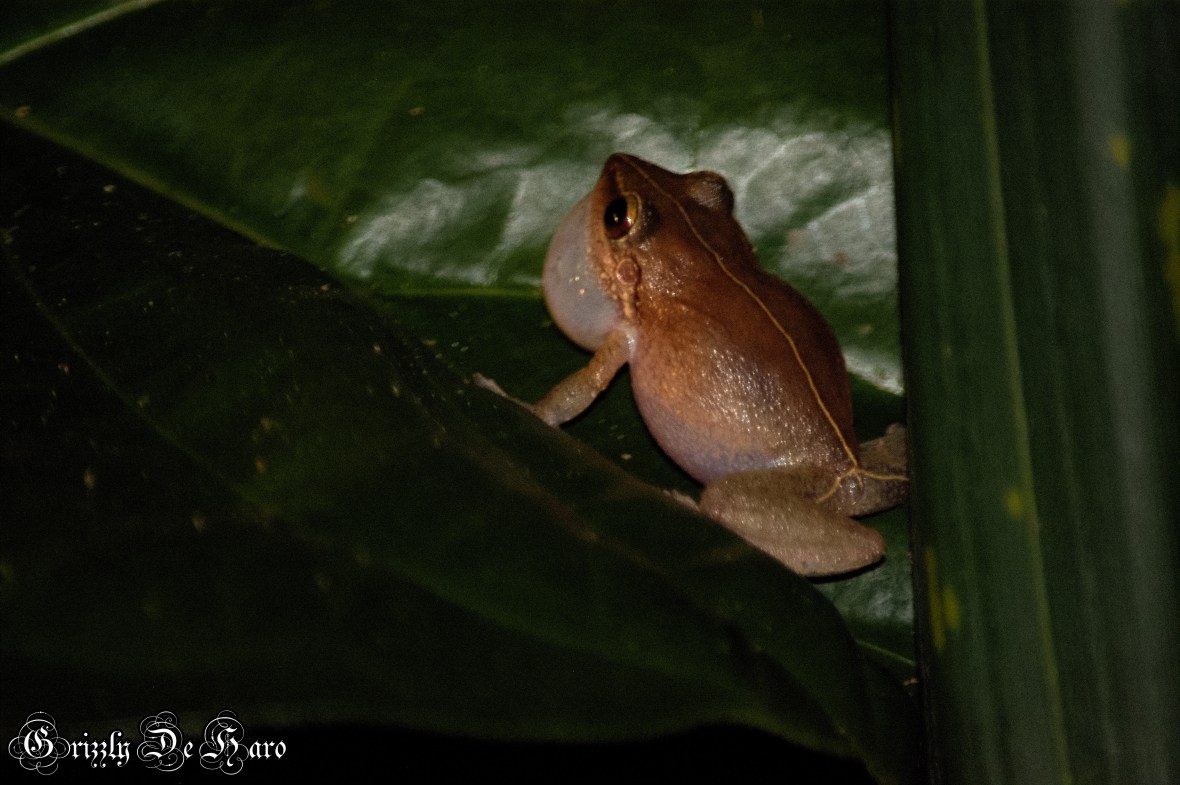 2017-09-06 Hawaii 1407