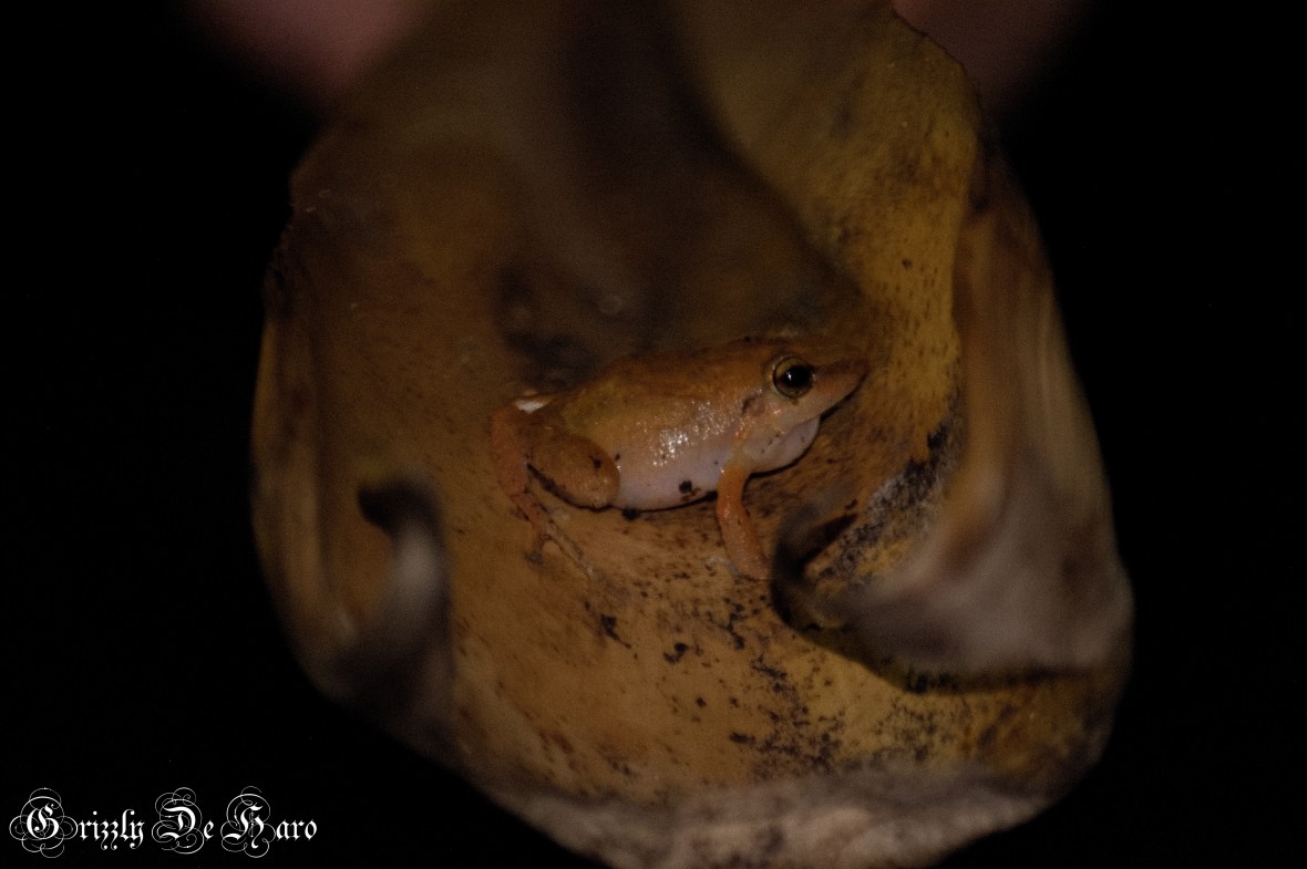 2017-09-06 Hawaii 1419