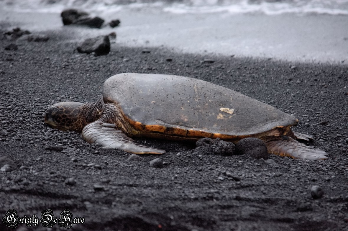 2017-09-06 Hawaii 257