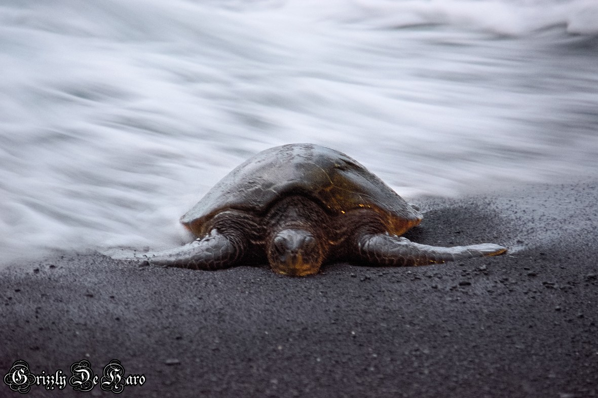 2017-09-06 Hawaii 312