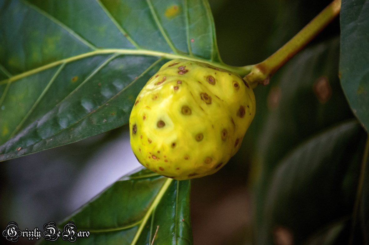 2017-09-06 Hawaii 808