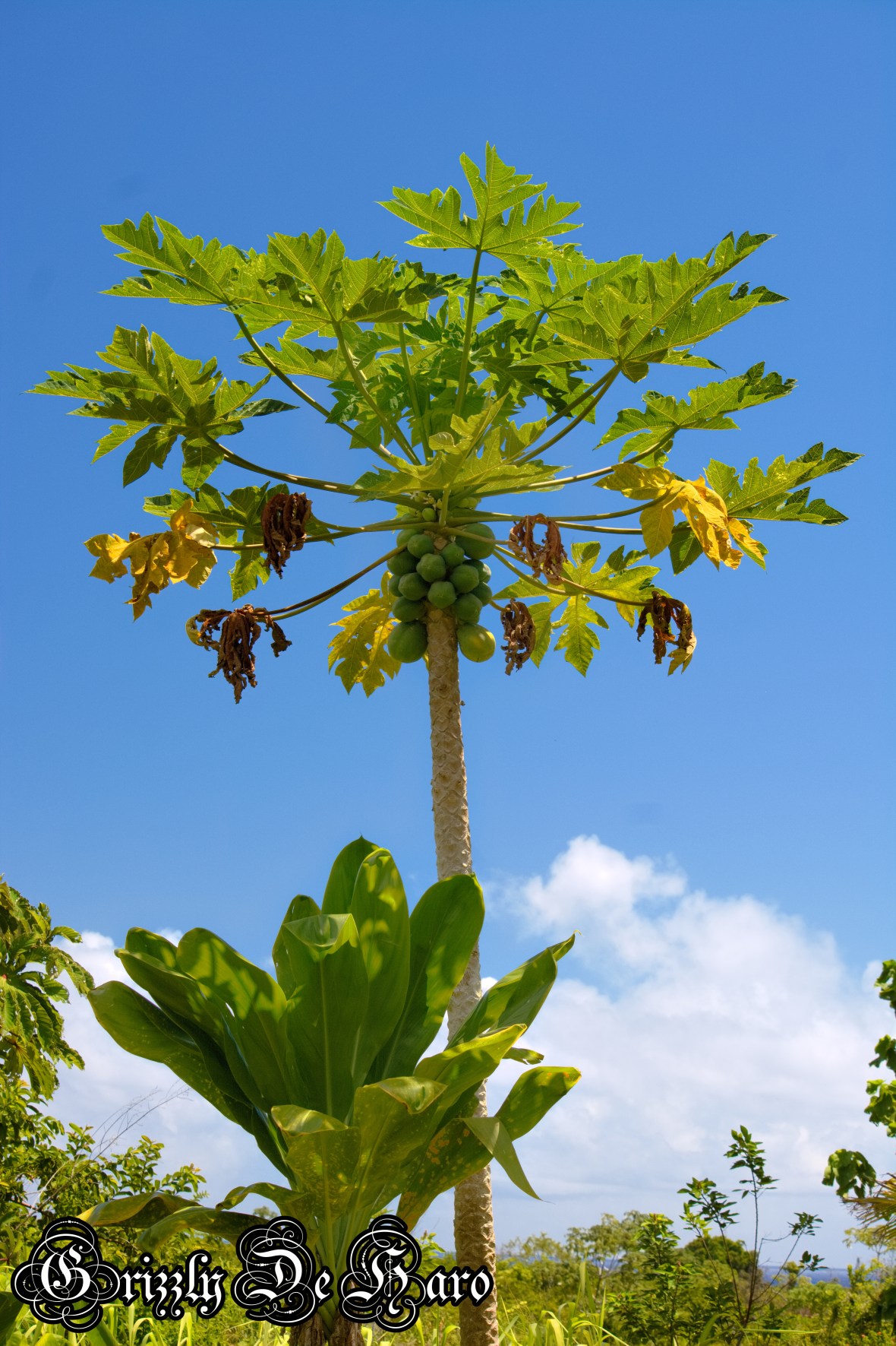 2017-09-06 Hawaii 897