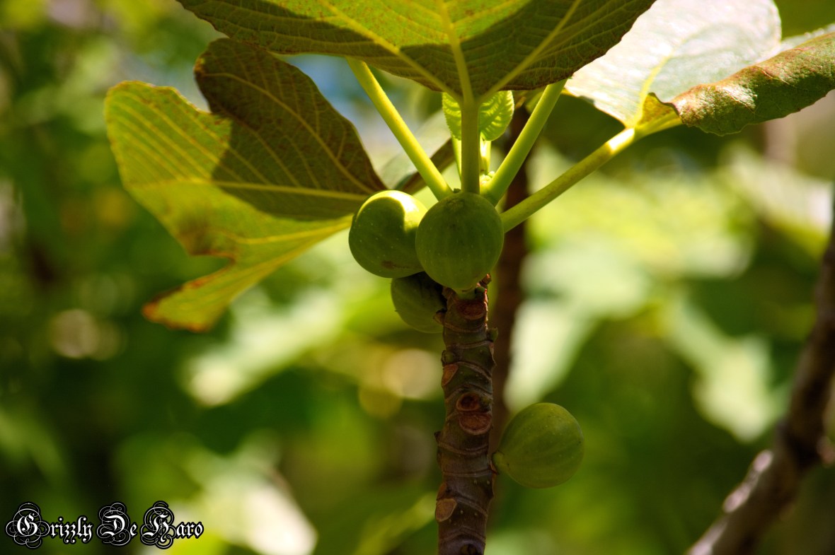 2017-09-06 Hawaii 967