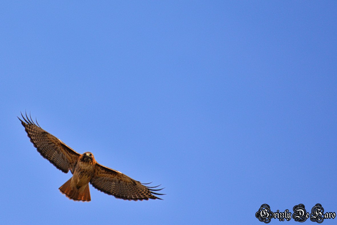 2017-2-4 Yosemity 125-1