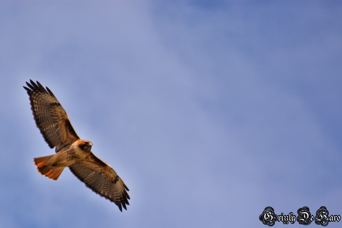 2017-2-4 Yosemity 127-1