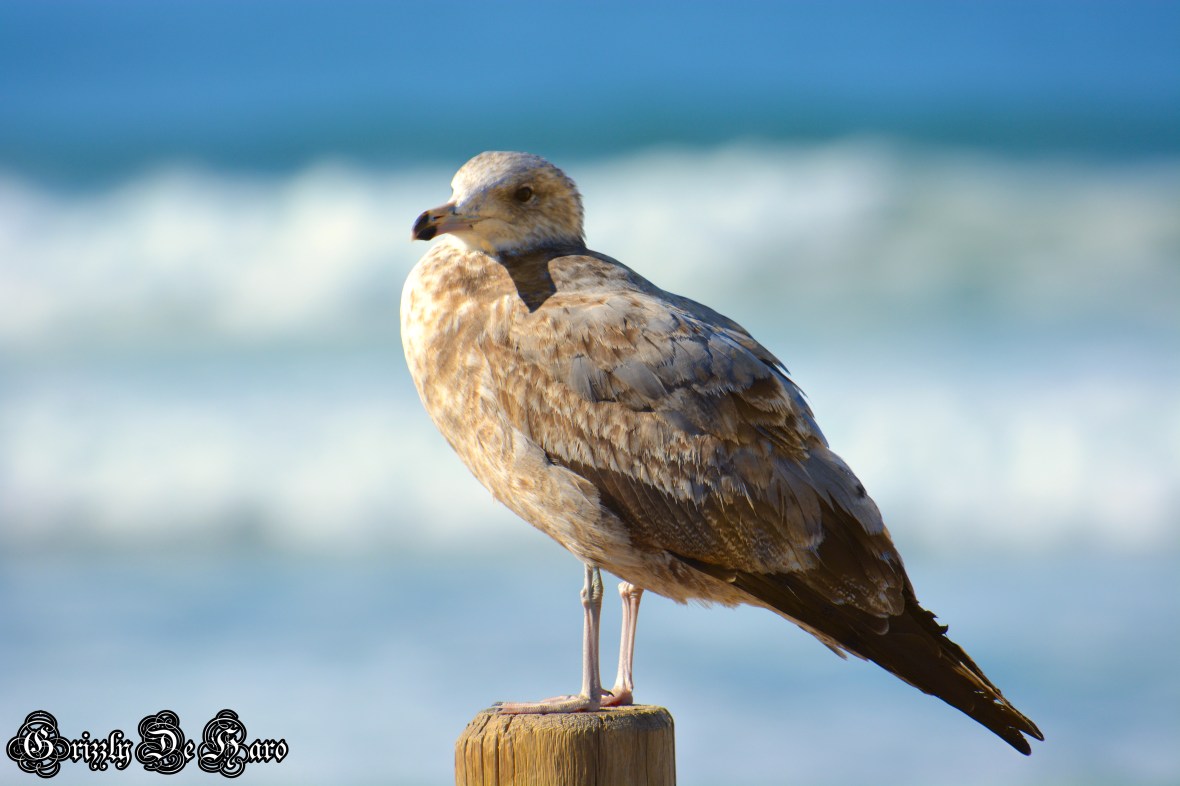 Christmas & PCH 273-1