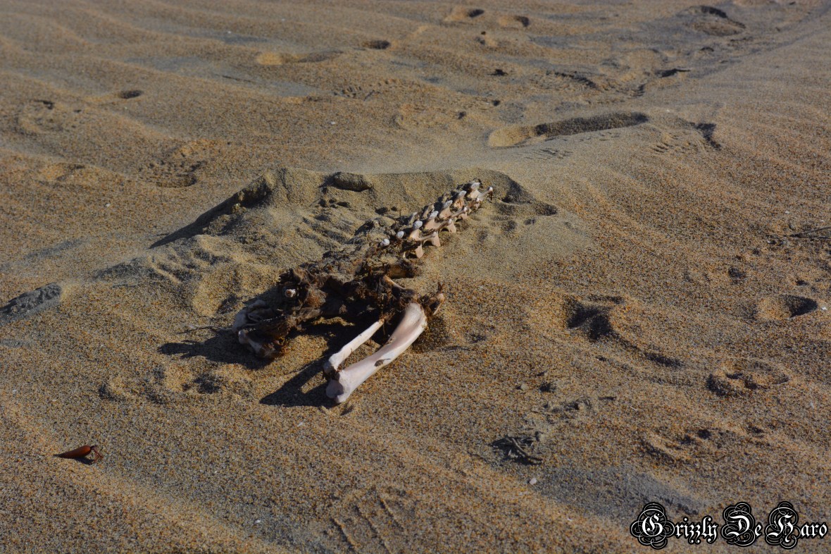 Christmas & PCH 290-1