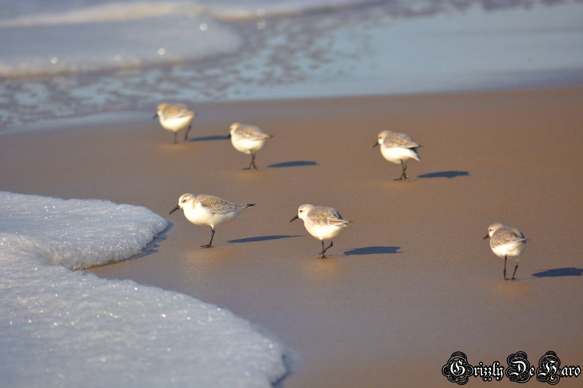 Christmas & PCH 487-1