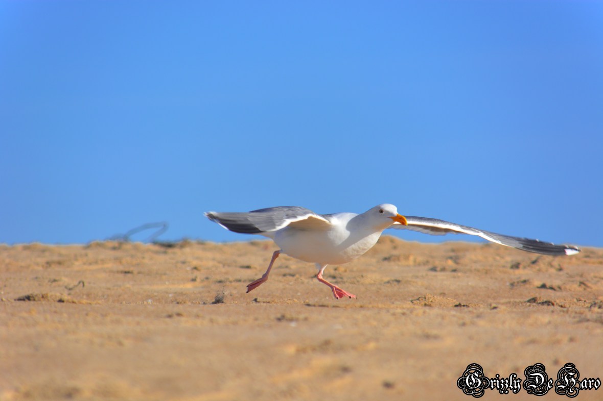 Christmas & PCH 819-1