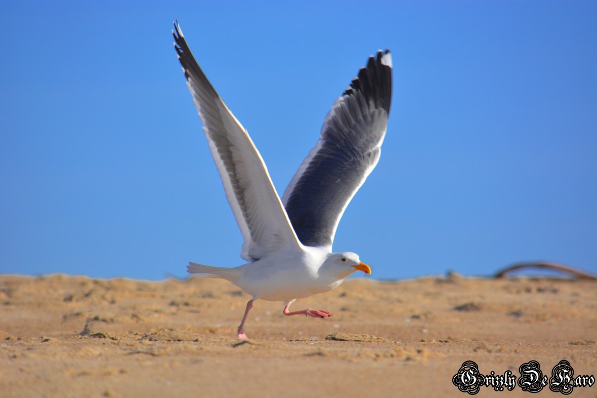 Christmas & PCH 820-1