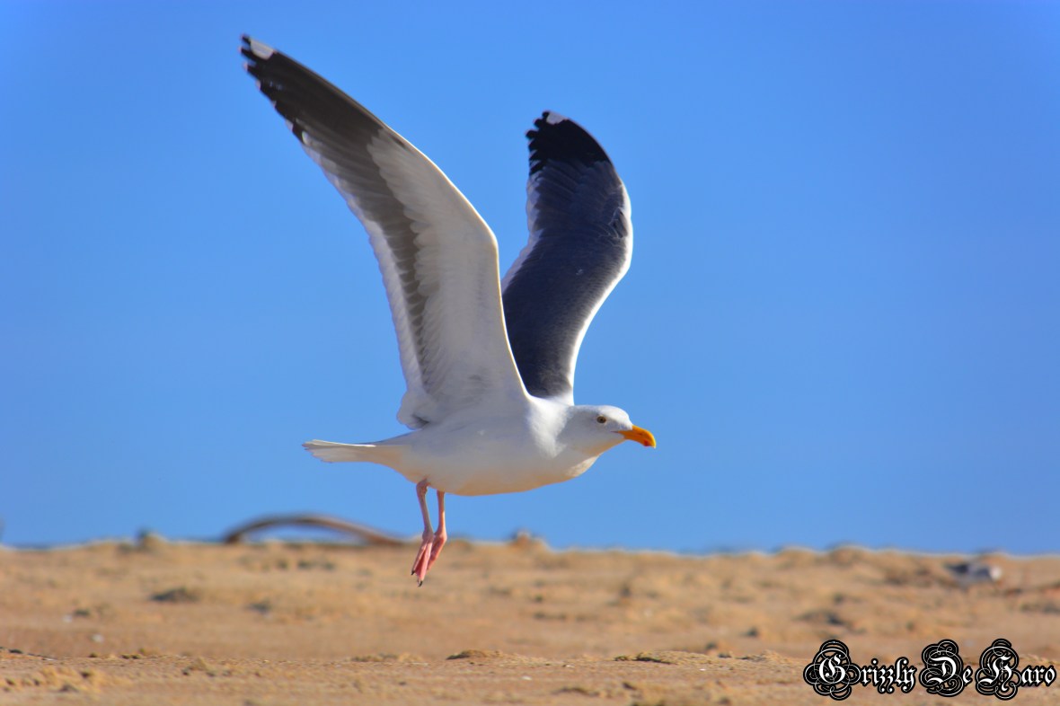 Christmas & PCH 821-1