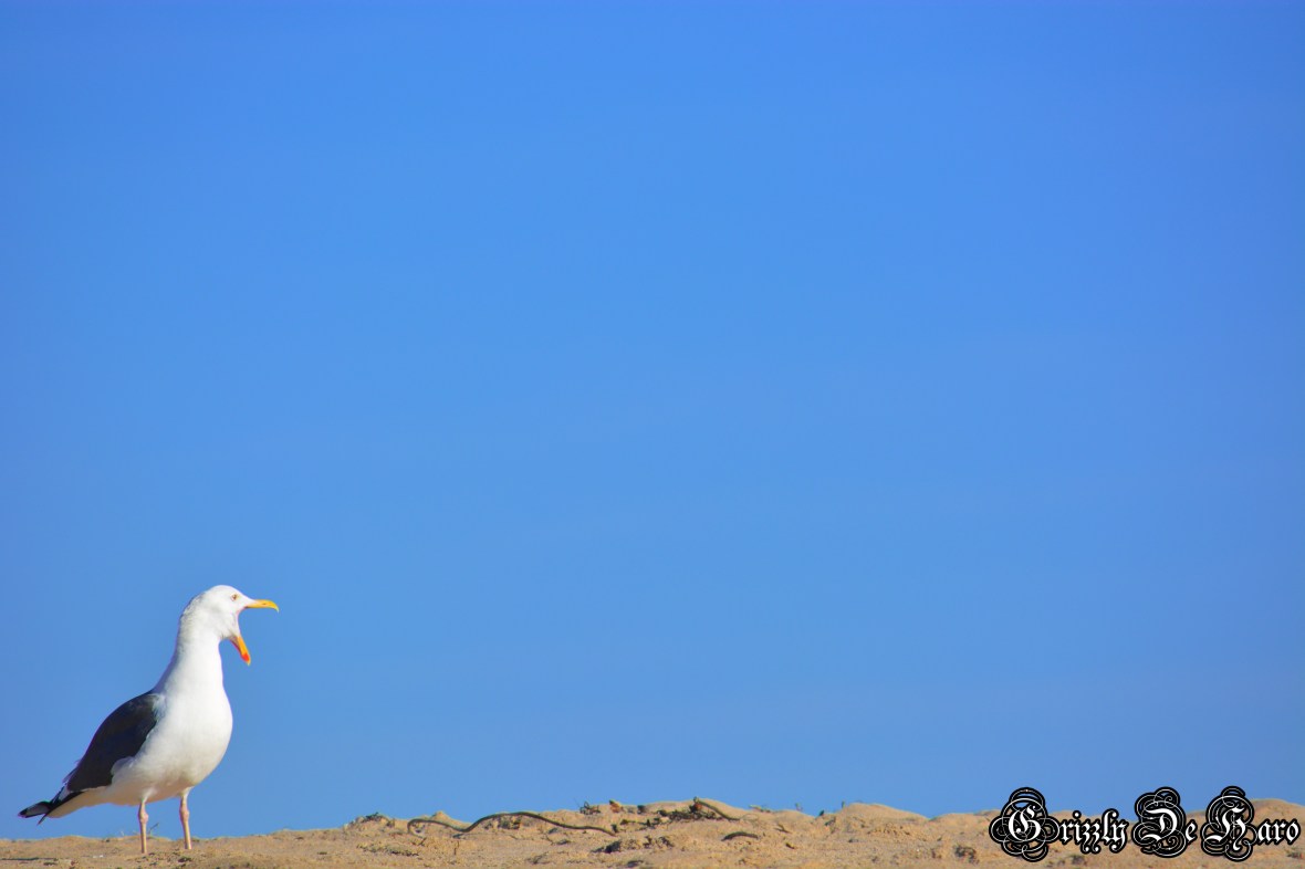 Christmas & PCH 838-1