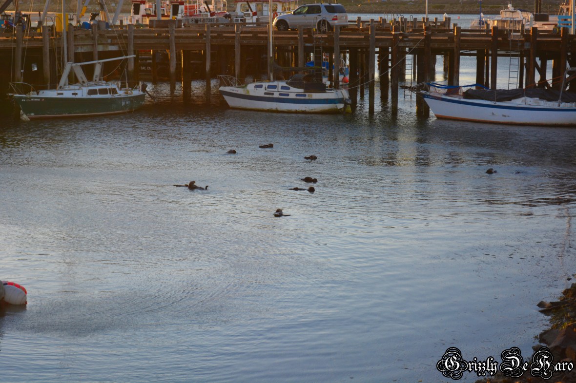 Christmas & PCH 846-1