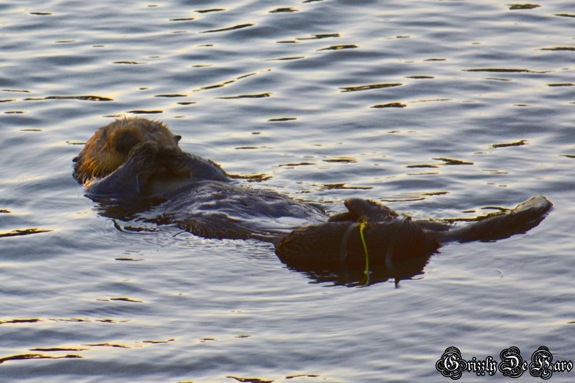 Christmas & PCH 889-1