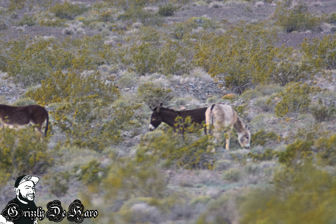 2017-03-21 Death Valley 022