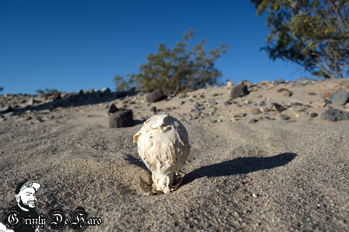 2017-03-21 Death Valley 039