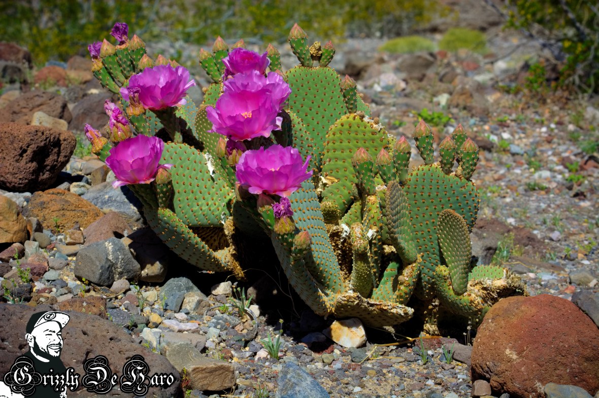 2017-03-21 Death Valley 213