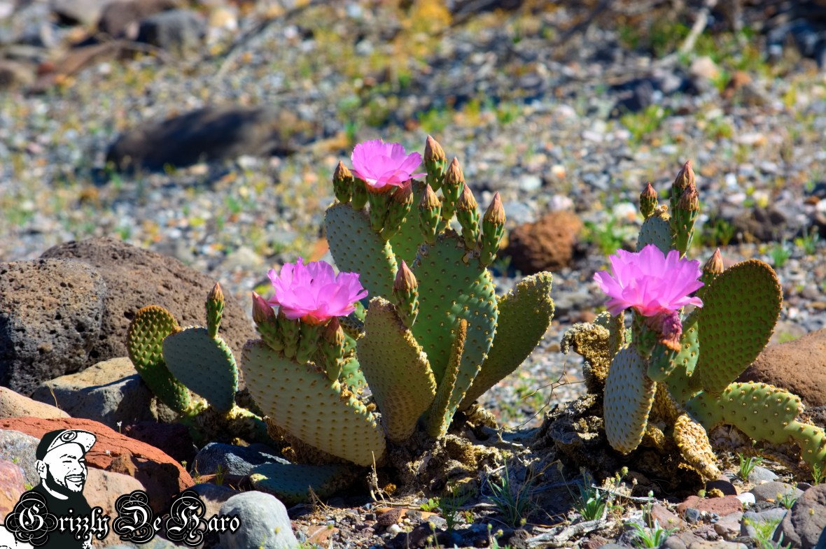 2017-03-21 Death Valley 235