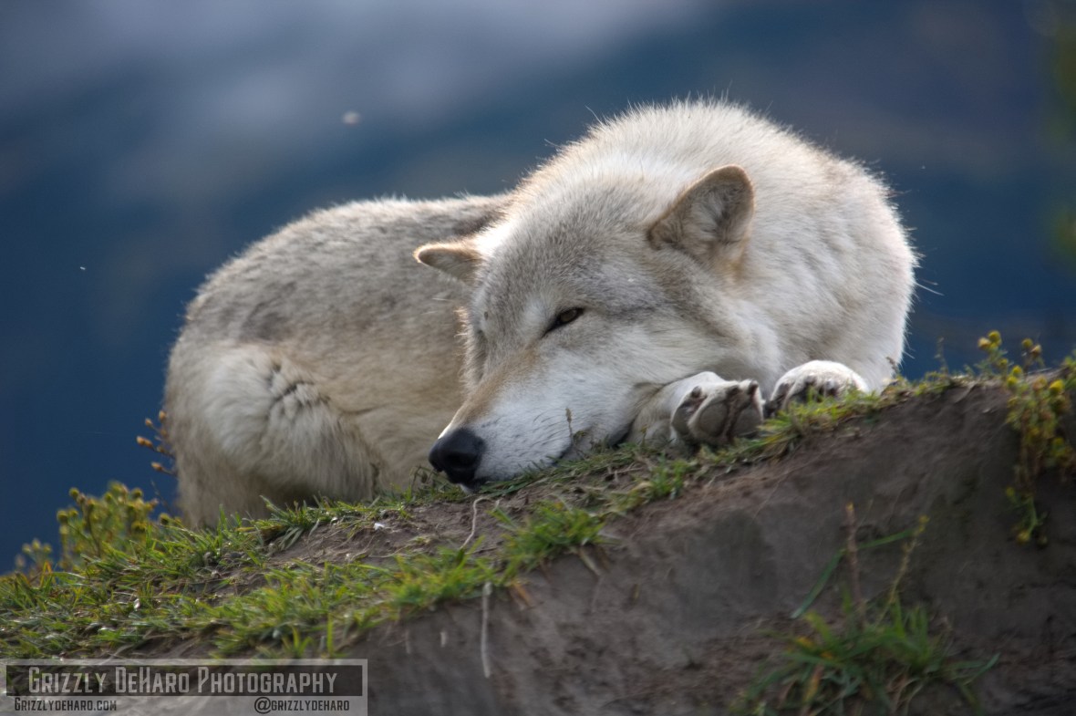 2018-09-19 Alaska 1005