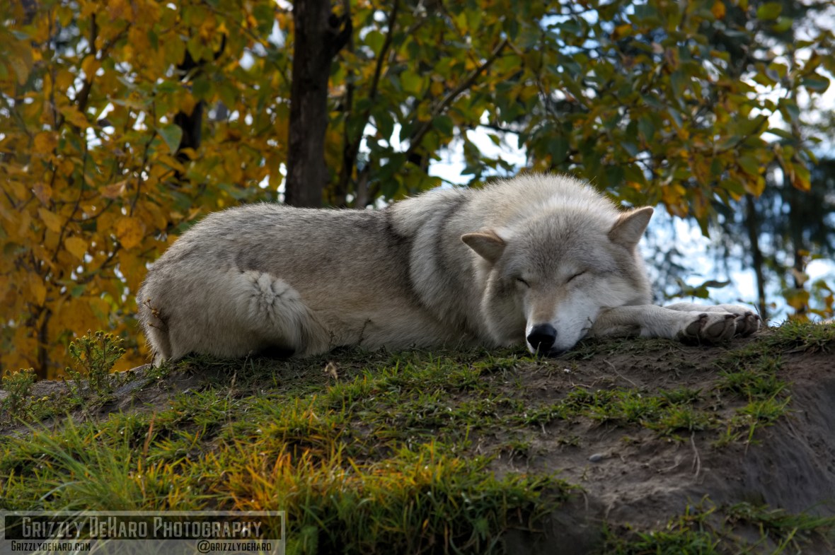 2018-09-19 Alaska 1009