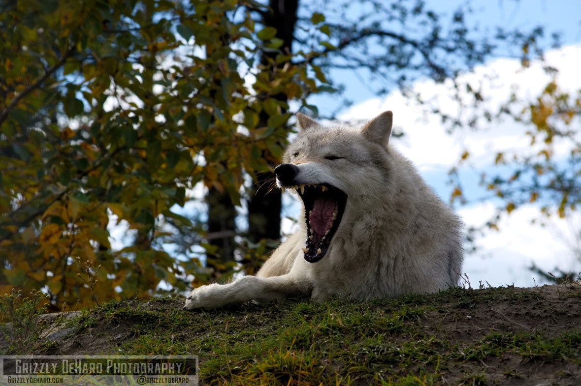 2018-09-19 Alaska 1092