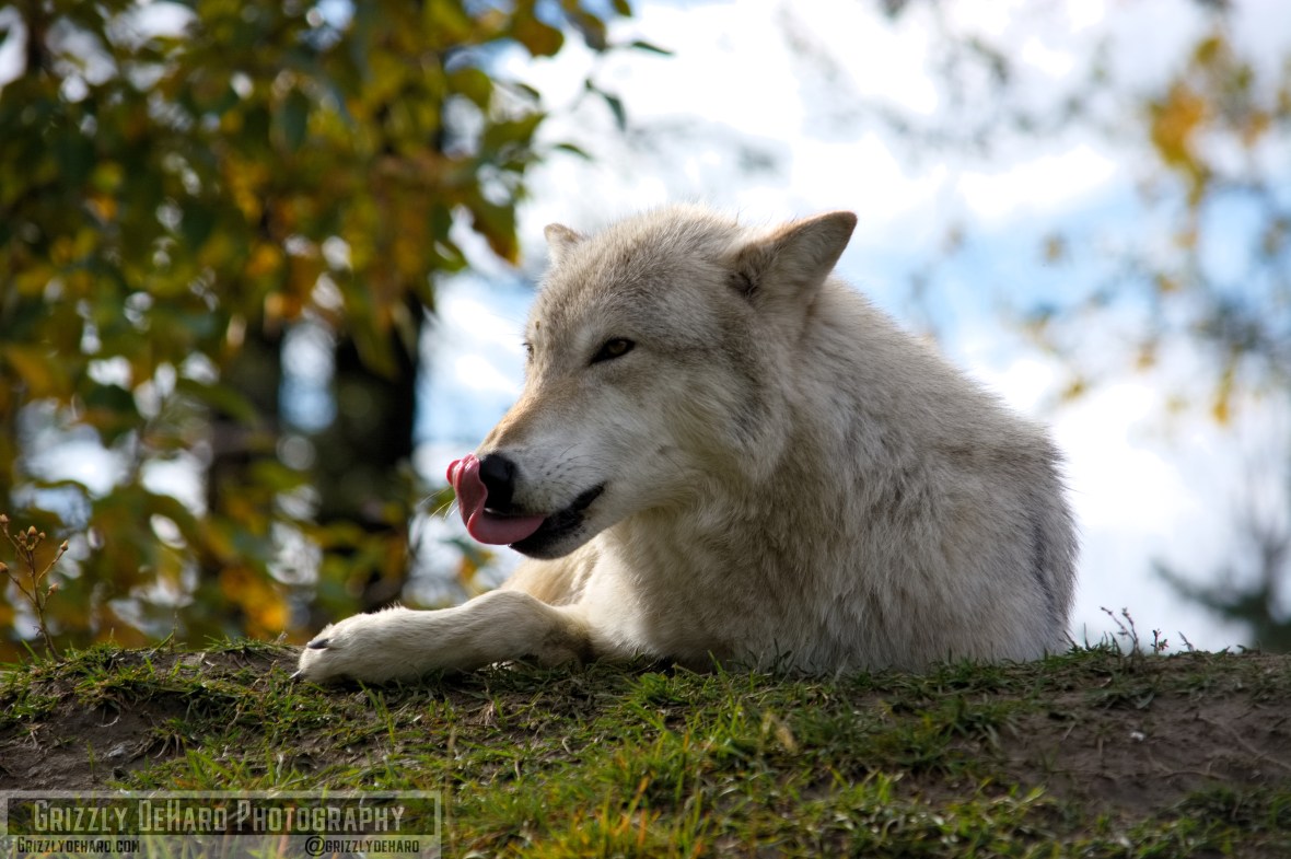 2018-09-19 Alaska 1127