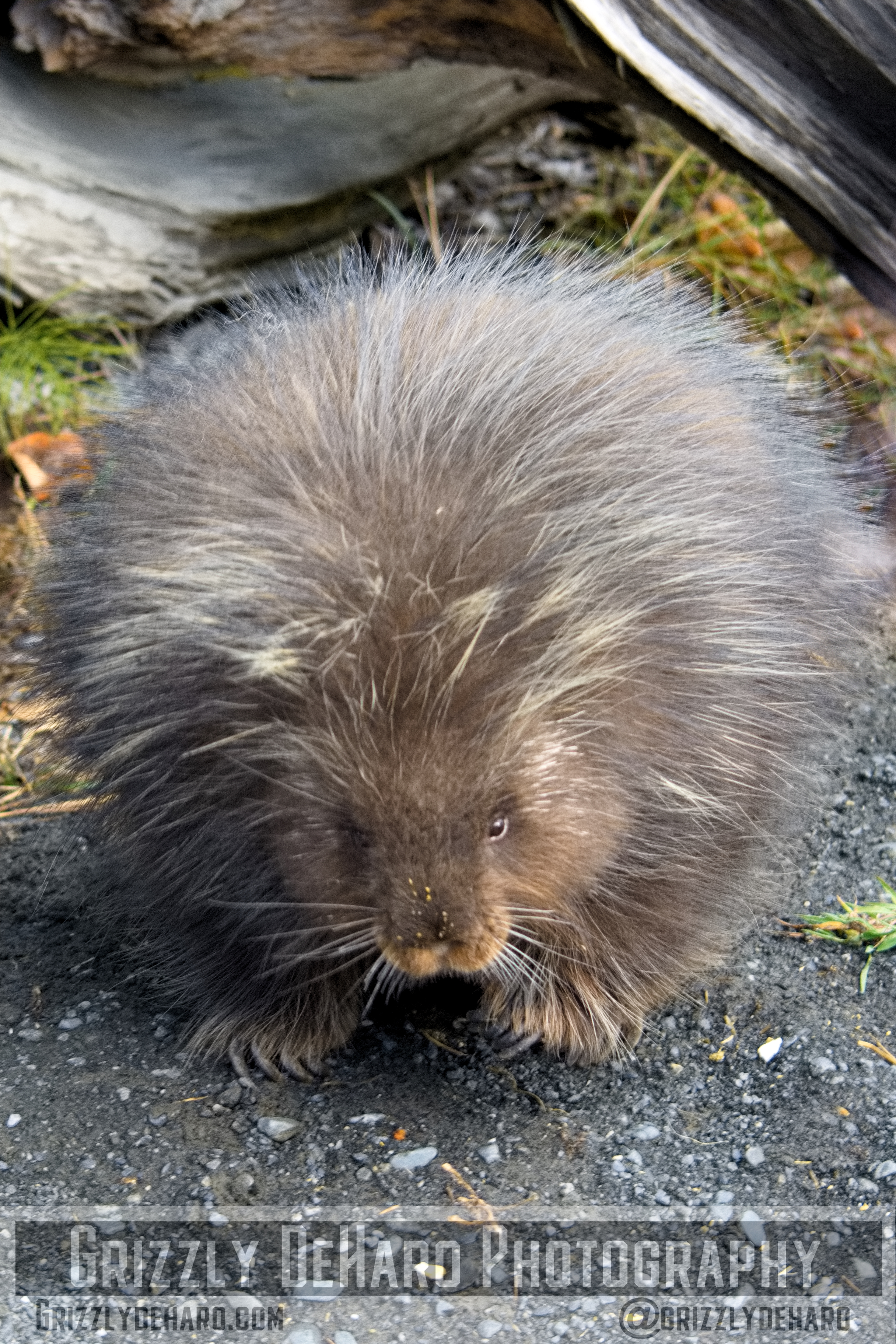2018-09-19 Alaska 1260
