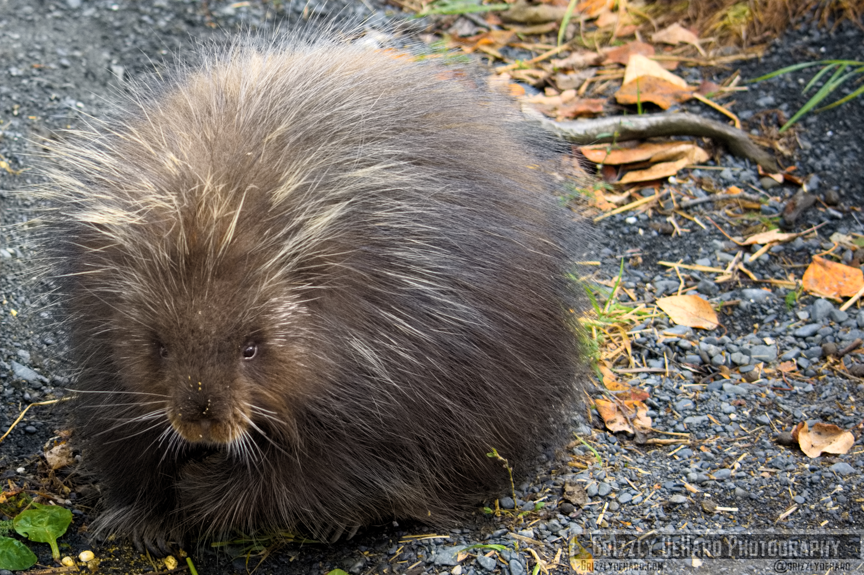 2018-09-19 Alaska 1267