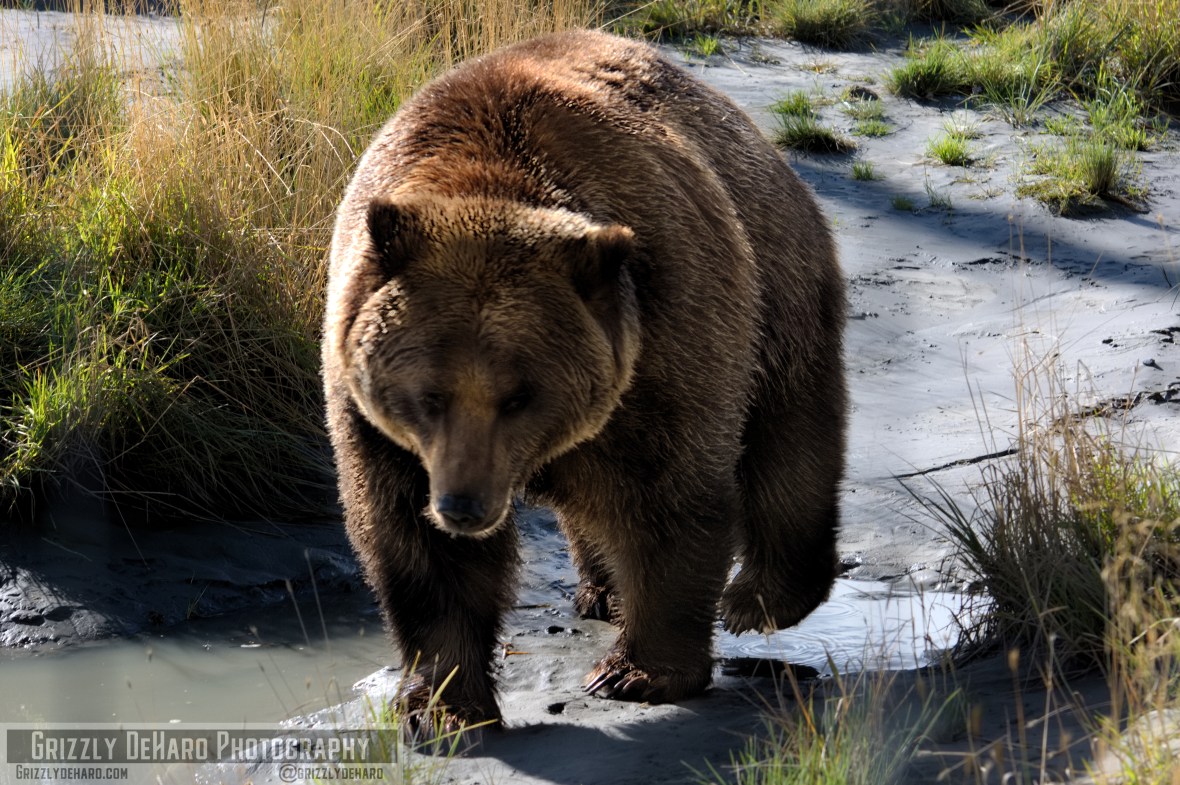 2018-09-19 Alaska 1676