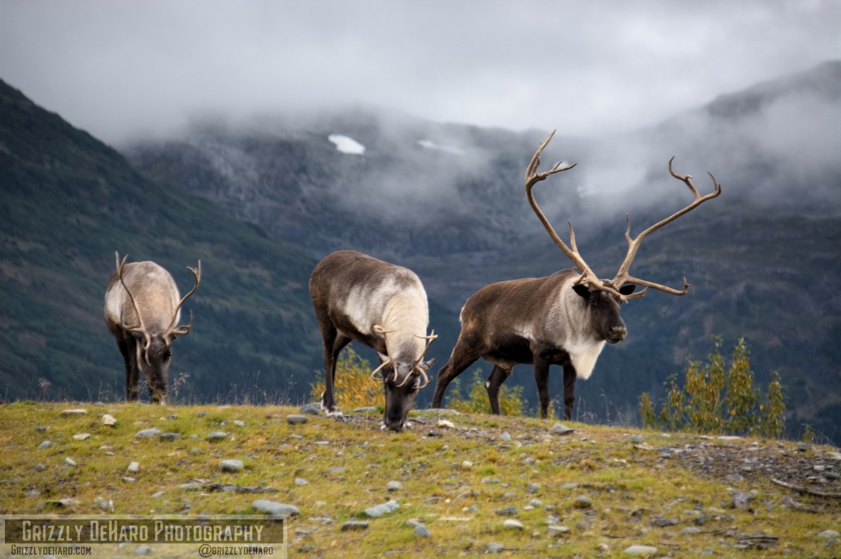 2018-09-19 Alaska 942