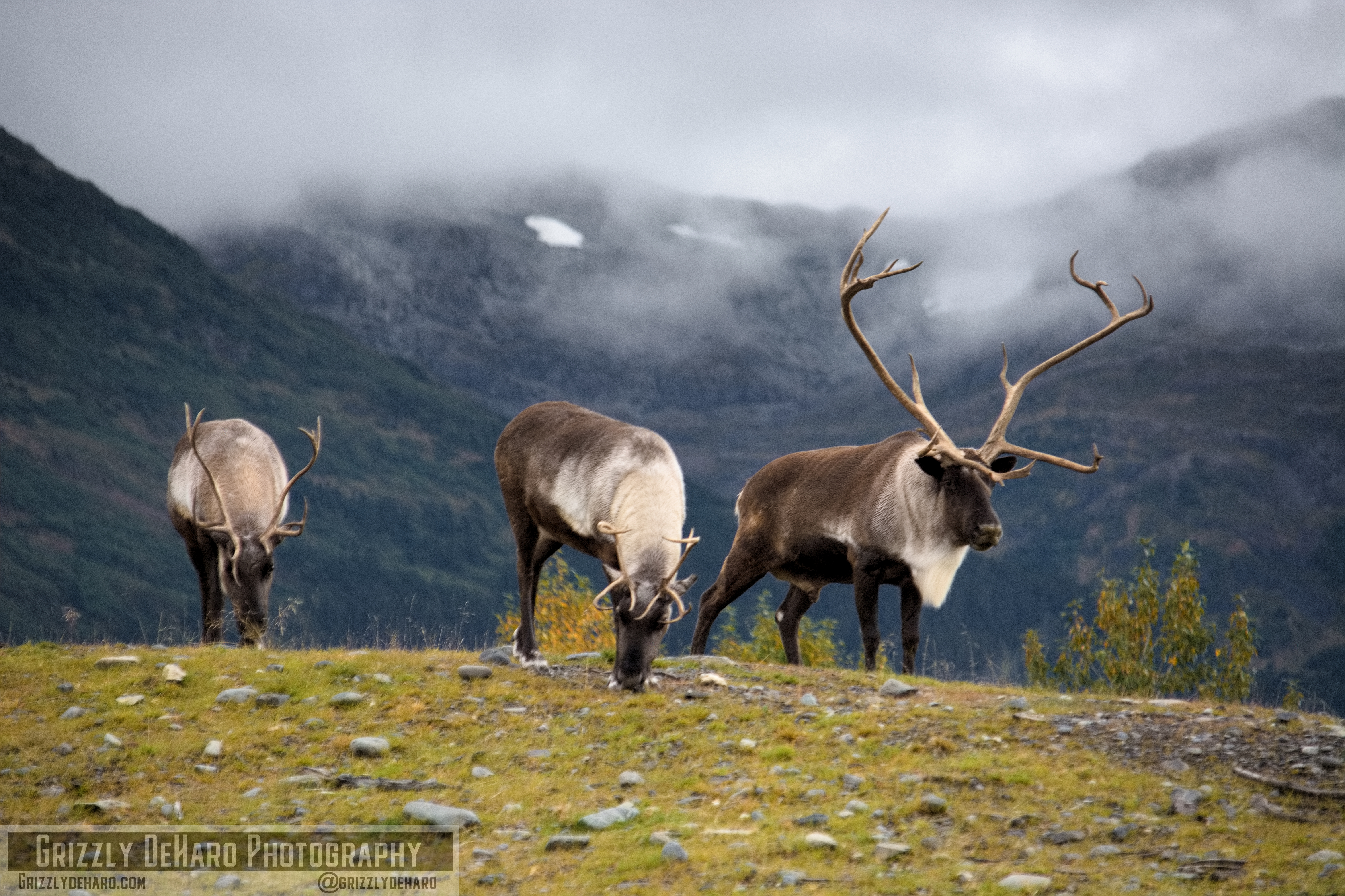 2018-09-19 Alaska 942