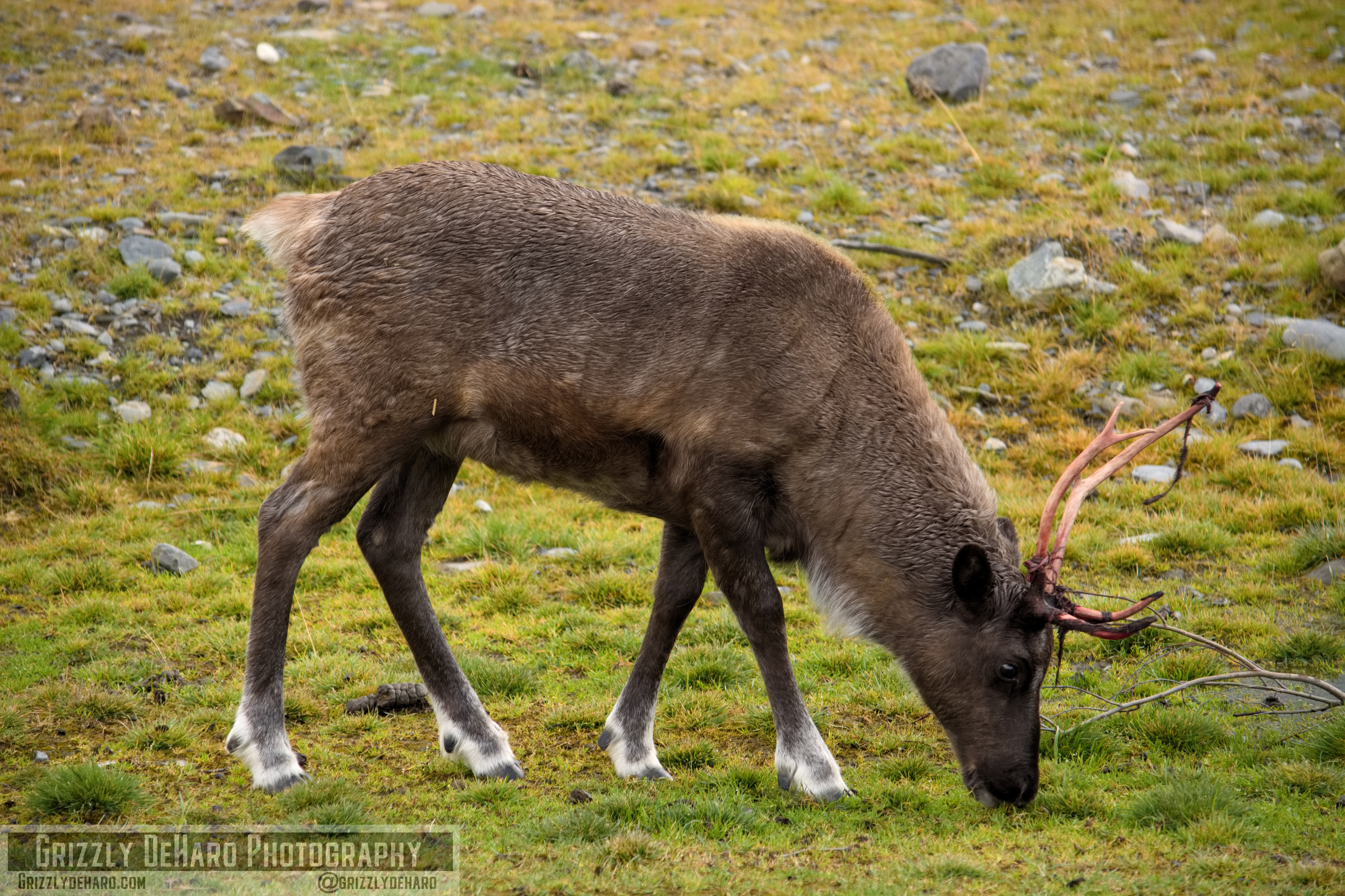 2018-09-19 Alaska 950