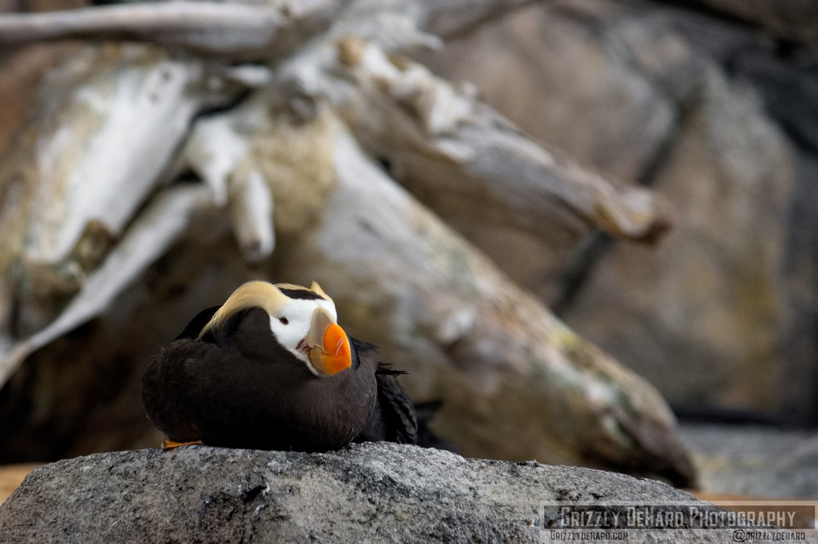 2018-09-23 Alaska 699