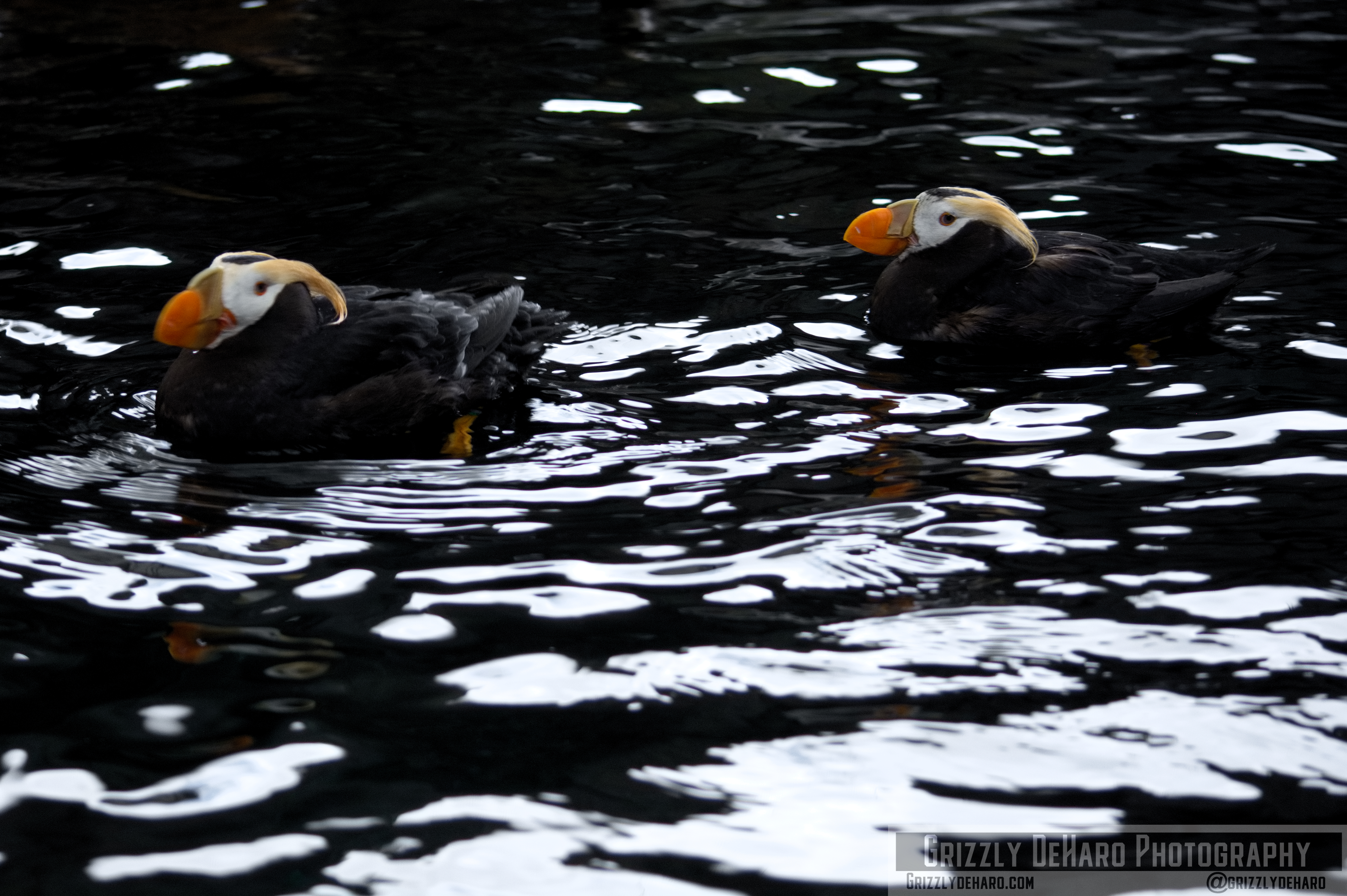2018-09-23 Alaska 706